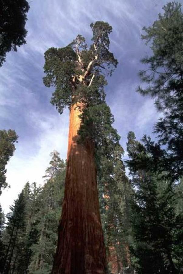 Montecito Sequoia Lodge Wilsonia Dış mekan fotoğraf